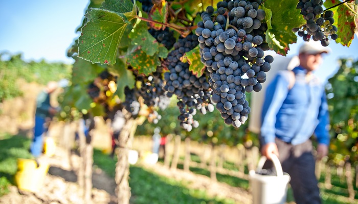 Wine tour in Sicily