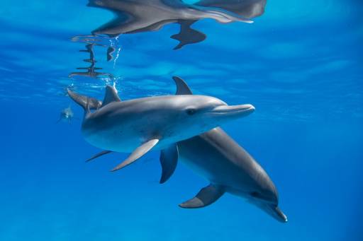 Snorkeling dolphins tour - wish-sicily-Snorkeling-dolphins.jpg