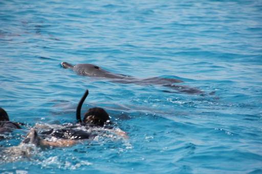 Snorkeling dolphins tour - Snorkeling-dolphins-tour-sicily.jpg