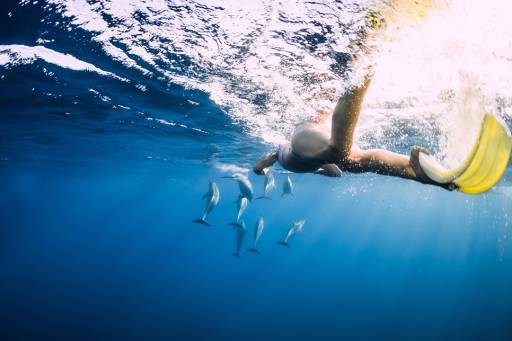 Snorkeling dolphins tour